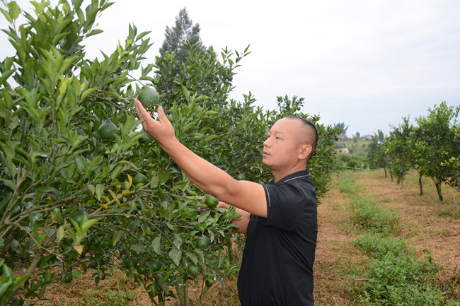 張熙檢查林地情況。胡未供圖