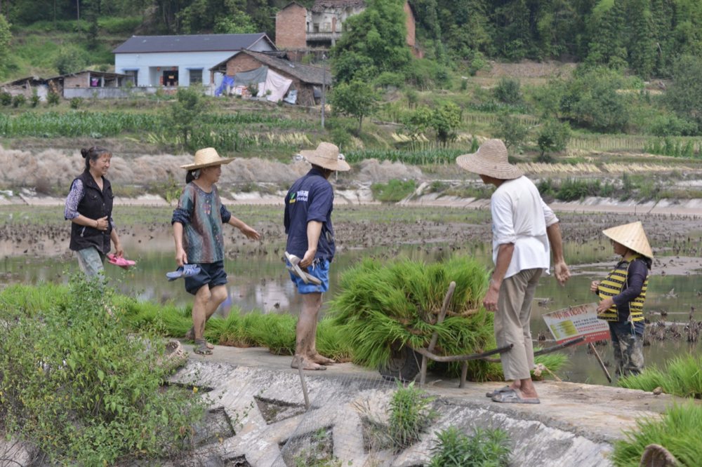 村民在田間忙碌插秧。蔣兵供圖