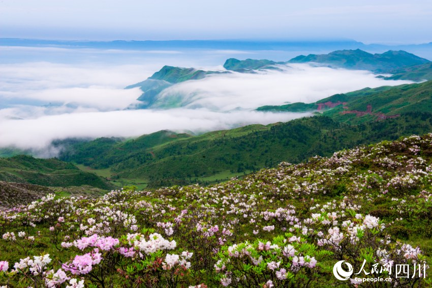 金陽境內(nèi)有近百種索瑪花（高山杜鵑）品種，每年4至6月，連綿十萬畝的索瑪花海美不勝收。周學(xué)斌攝