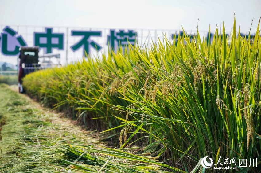 四川彭山水稻迎豐收。翁光建攝