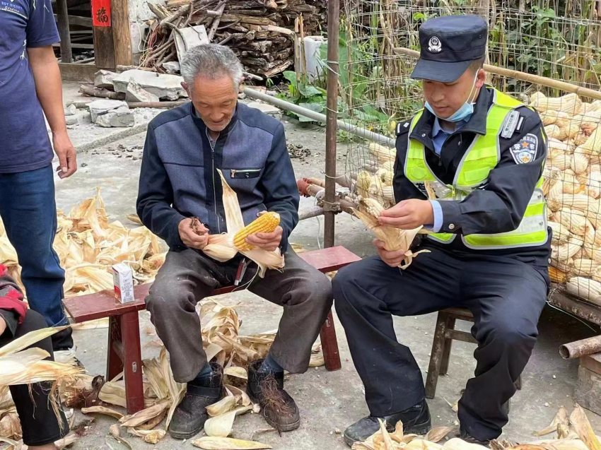 帳篷警務(wù)室?guī)椭鸀?zāi)區(qū)群眾搶收玉米。甘孜公安供圖