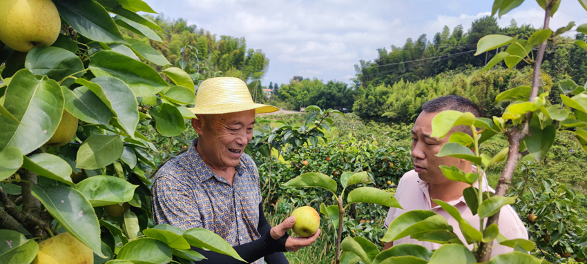 宜賓市長(zhǎng)寧縣長(zhǎng)寧鎮(zhèn)佛梨村的8000畝甜梨迎來成熟期。長(zhǎng)寧縣融媒體中心張寶林 攝