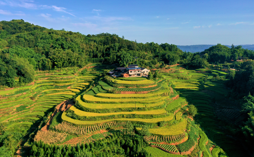 瀘州市納溪區(qū)打古鎮(zhèn)興蓮村金黃的稻田。瀘州市納溪區(qū)委宣傳部供圖