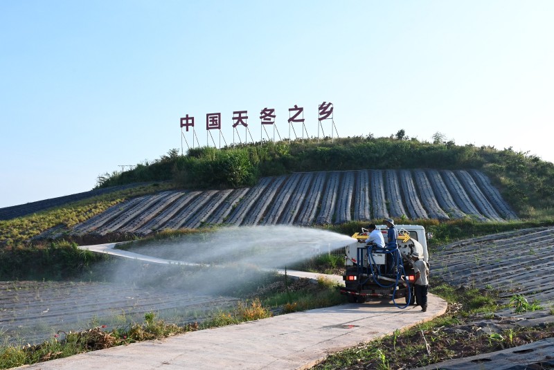 “中國(guó)天冬之鄉(xiāng)”——內(nèi)江東興區(qū)抗旱保苗。東興區(qū)融媒體中心供圖