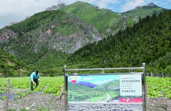 中國石油四川銷售公司助力高原有機蔬菜種植項目，有效帶動周邊農(nóng)戶增收就業(yè)。 中國石油四川銷售公司供圖