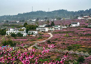 成都市龍泉驛區(qū)桃源村：按照建設(shè)城市森林公園新門戶、打造全域鄉(xiāng)村旅游新高地、創(chuàng)建鄉(xiāng)村振興示范新樣板的目標(biāo)，大力發(fā)展“天府桃花源”民宿聚落和“夜爬龍泉山”等新興業(yè)態(tài)。