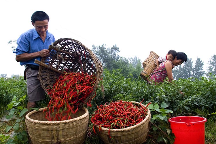 國家地標(biāo)保護產(chǎn)品牧馬山二荊條。永安鎮(zhèn)供圖