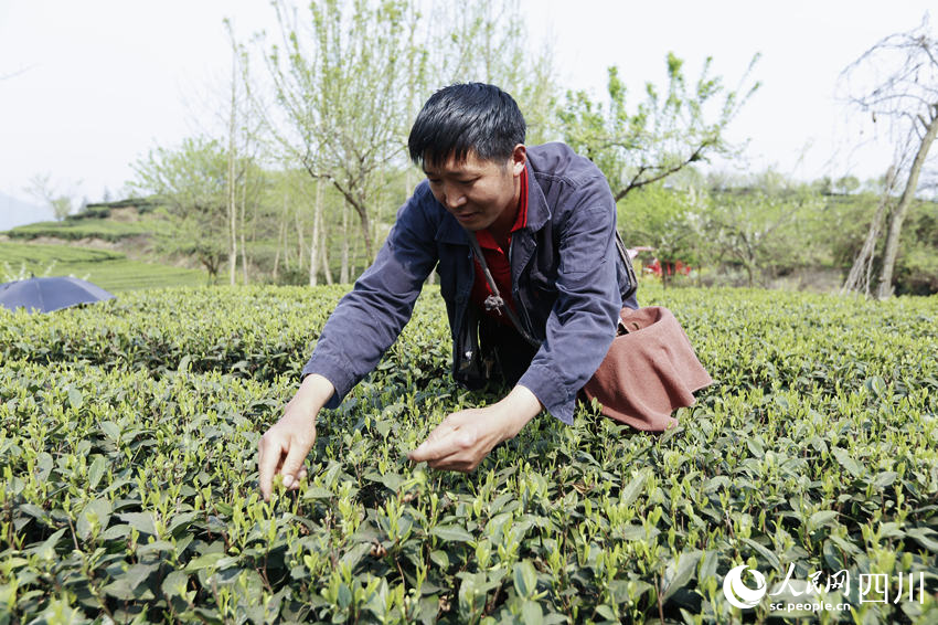 茶農(nóng)采茶。陳曉芳攝