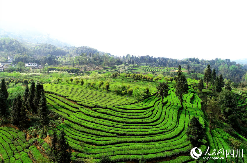 航拍高縣標準化生態(tài)茶園。陳曉芳攝