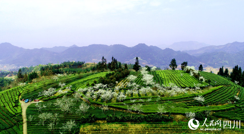 春到茶園景如畫。陳曉芳攝