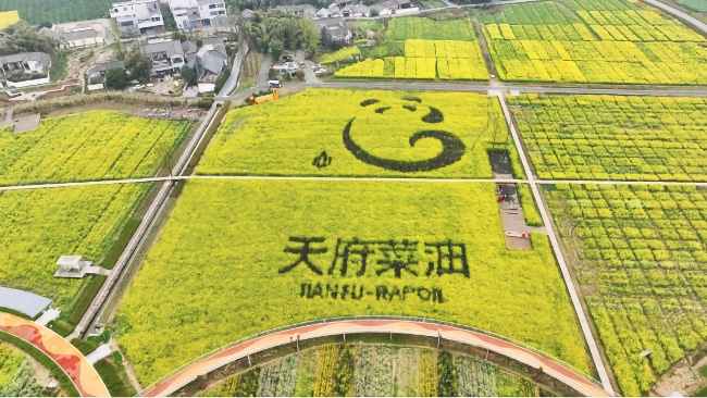 邛崍“天府菜油”大地景觀。大會主辦方供圖