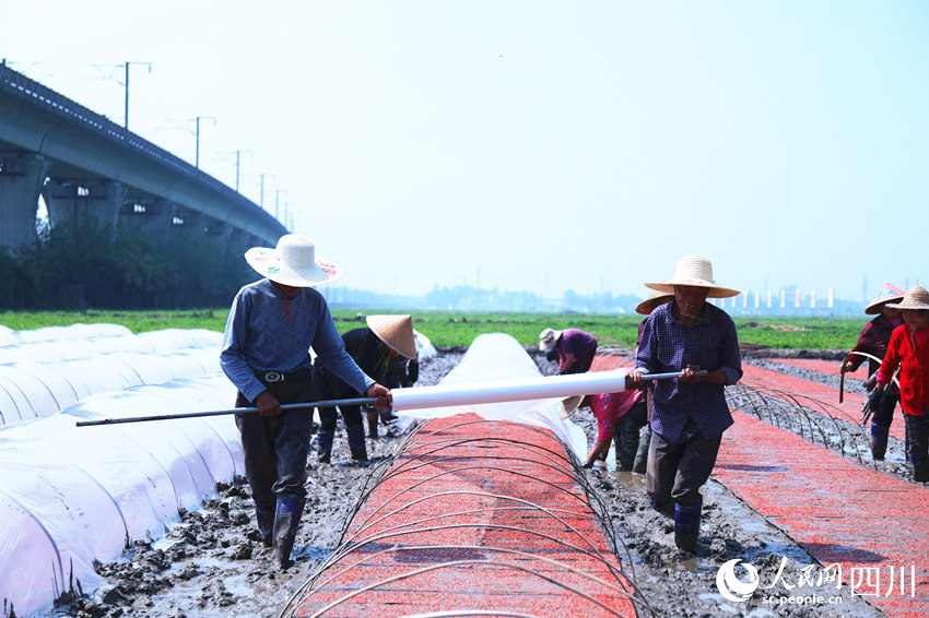 永豐村村民搶抓農(nóng)時(shí)進(jìn)行水稻育秧。人民網(wǎng) 趙祖樂攝