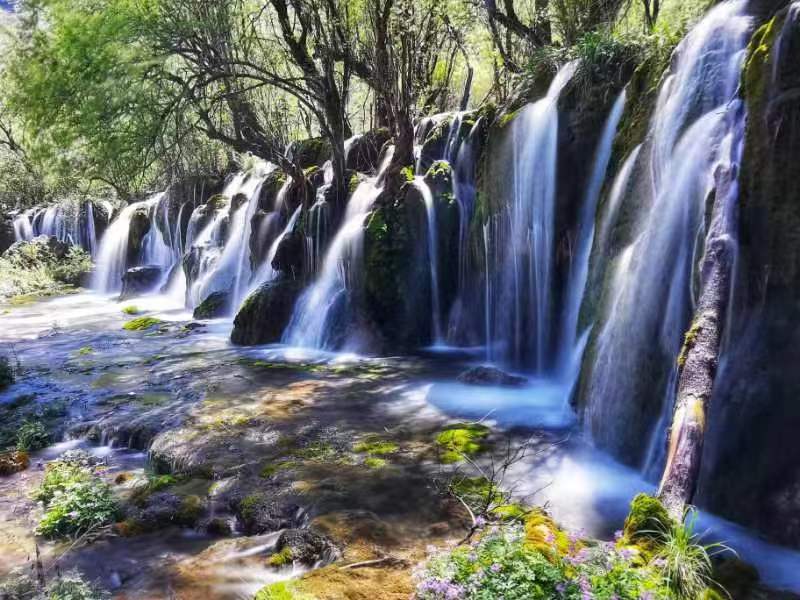 草木日夜聽山泉。九寨溝景區(qū)供圖