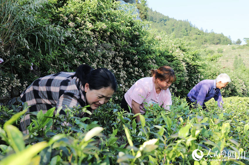 茶農(nóng)在“白葉一號”茶葉基地進(jìn)行夏季管護(hù)。人民網(wǎng) 彭茜攝