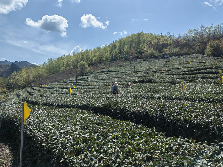 殘疾人在翠雲(yún)家庭農(nóng)場學(xué)習(xí)種茶采茶技術(shù)。受訪者供圖