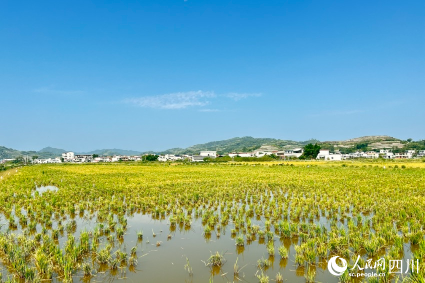 _宜賓早蝦_核心產(chǎn)區(qū)興文縣。人民網(wǎng)記者 朱虹攝