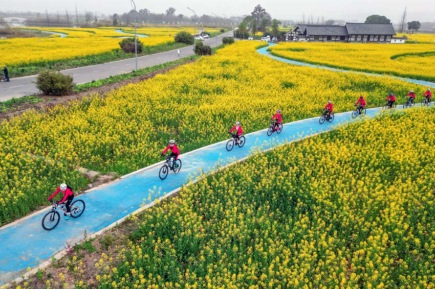 騎行愛好者在四川省眉山市彭山區(qū)“五湖四海”濕地公園綠道騎行賞花。翁光建攝