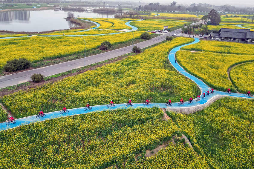 騎行愛好者在四川省眉山市彭山區(qū)“五湖四海”濕地公園綠道騎行賞花。翁光建攝