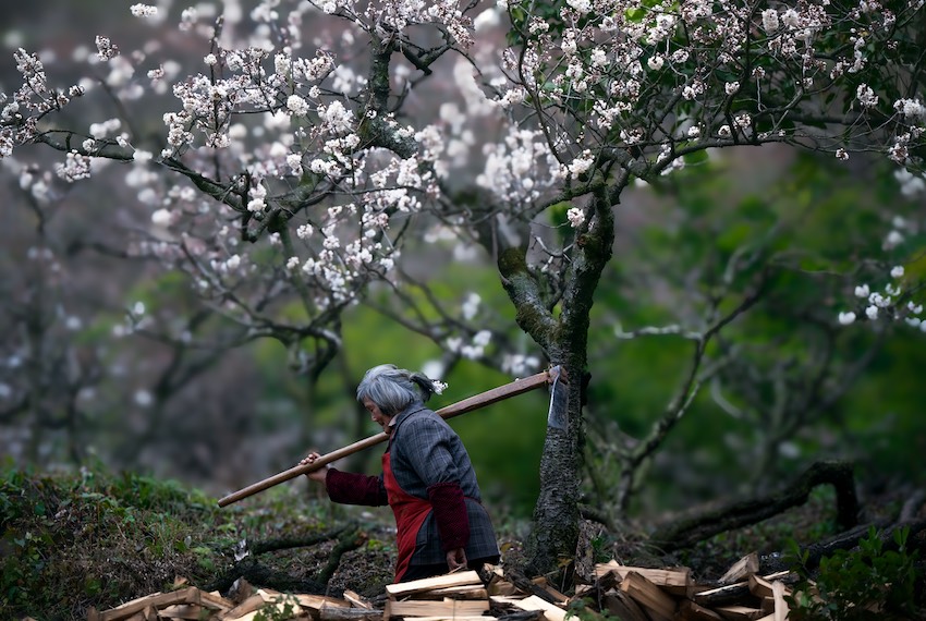 桃花樹下春耕忙