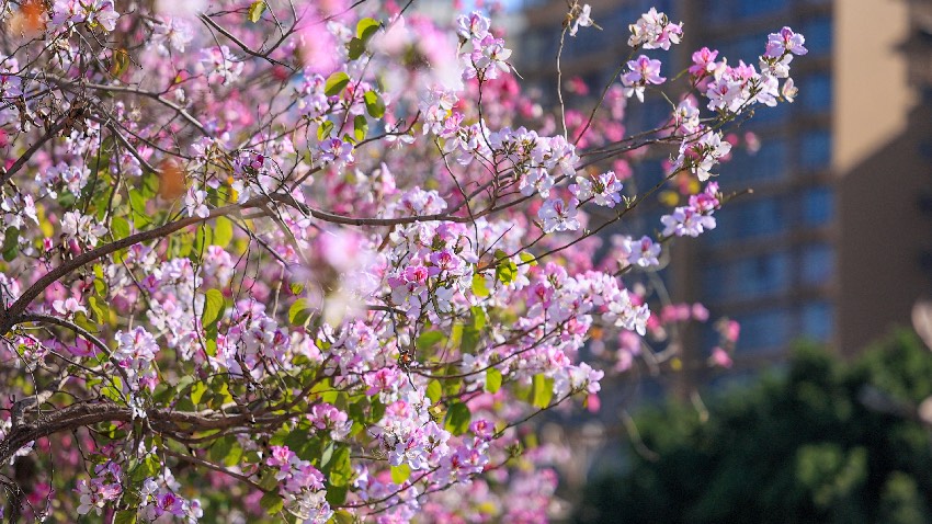 宮粉紫荊。西昌市融媒體中心供圖