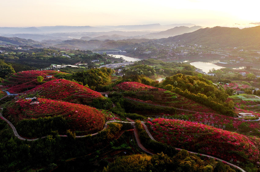 桃花園與遠(yuǎn)山、鄉(xiāng)村、晨霧構(gòu)成一幅美麗畫(huà)卷。廖勝春攝