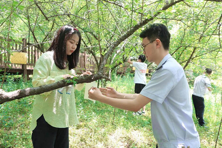 稅務(wù)干部和大學(xué)生普法志愿者正在給烏梅果樹(shù)掛滅蚊貼。達(dá)州市稅務(wù)局供圖