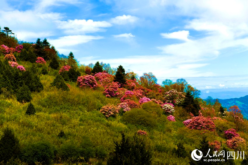 涼山金陽(yáng)縣波洛10萬(wàn)畝索瑪花次第開(kāi)放，美不勝收。賈巴爾且攝