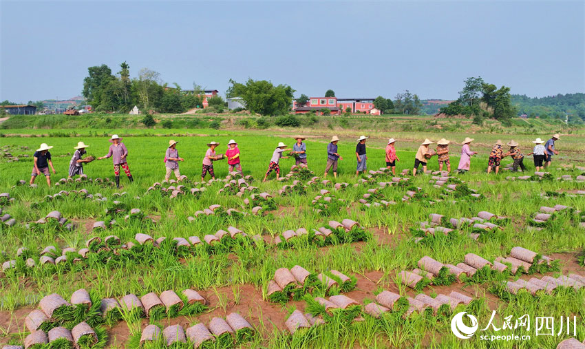 草帽成風(fēng)景，勞動美家園。人民網(wǎng)記者 劉海天攝