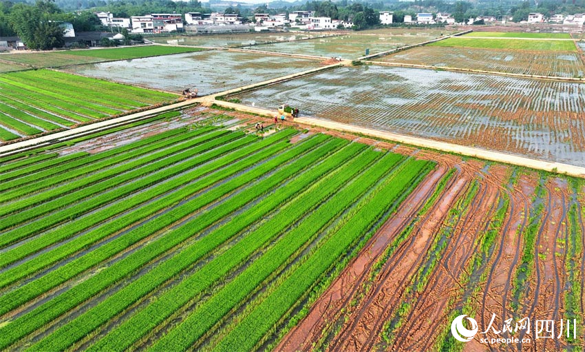 插秧天府地，作畫綠水田。人民網(wǎng)記者 劉海天攝