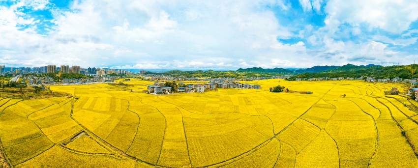 達州高產(chǎn)糧油種植基地。廖爽攝