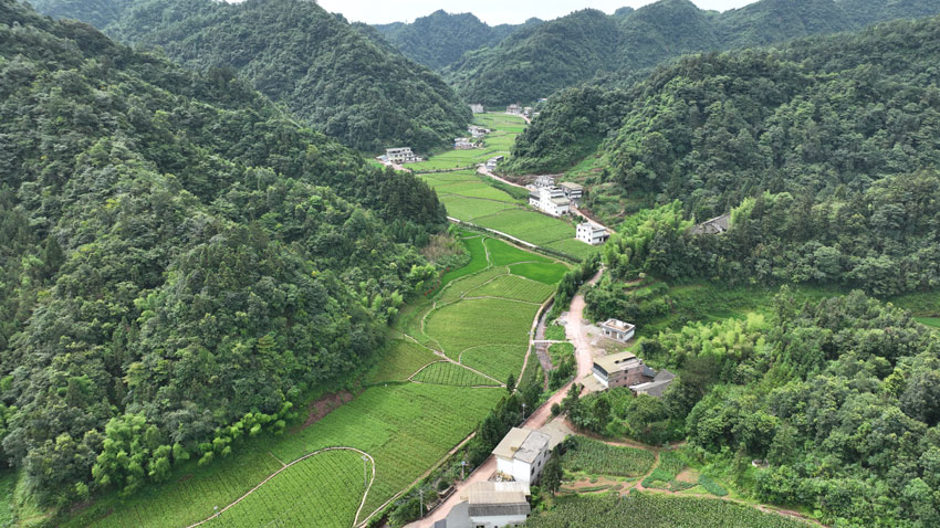 古藺縣的趕黃草種植基地。古藺縣委宣傳部供圖