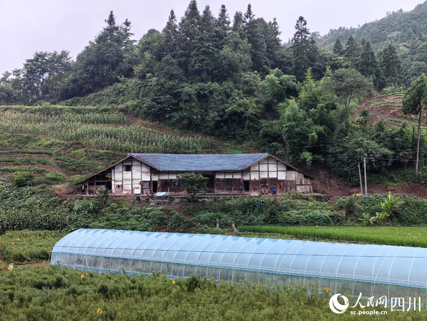 趕黃草基地里的育苗大棚。人民網(wǎng)記者 劉海天攝