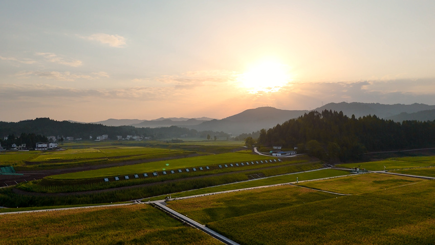 蓬安高標(biāo)準(zhǔn)農(nóng)田河舒基地。蓬安融媒體中心供圖