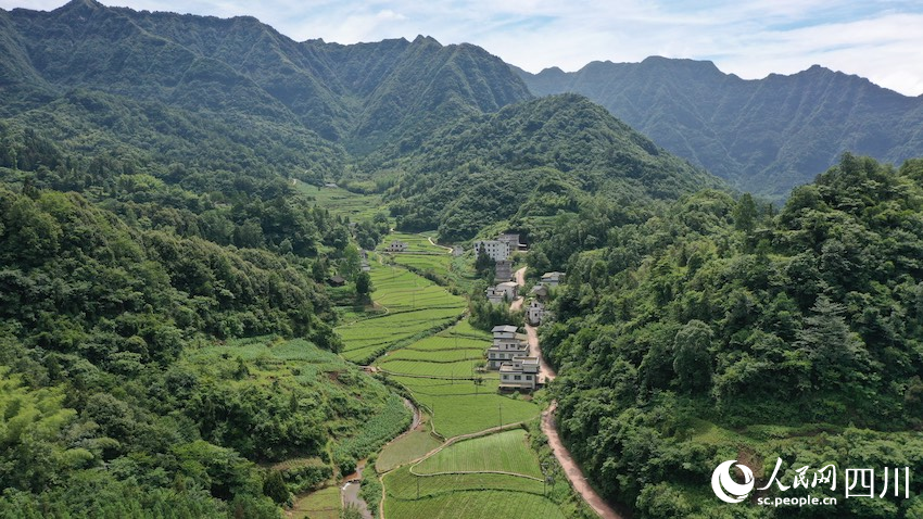 烏蒙山中的趕黃草基地。楊博攝