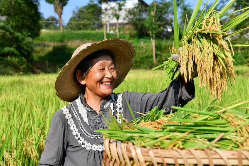 豐收了 四川閬中28萬余畝水稻顆粒歸倉春播一粒籽，秋收萬擔(dān)糧。眼下，四川省閬中市各鄉(xiāng)鎮(zhèn)迎來豐收季，種植農(nóng)戶們搶抓時(shí)節(jié)，及時(shí)收割、晾曬稻子，鄉(xiāng)村田野處處是忙碌的秋收圖景。