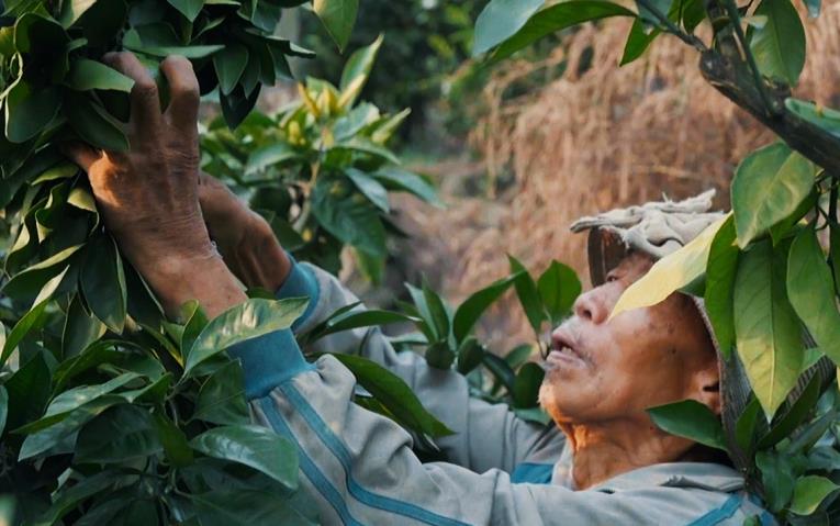 資陽雁江：交豐收答卷 繪振興圖景“米袋子”“果籃子”質(zhì)優(yōu)價穩(wěn)，是民生關(guān)切，也關(guān)系農(nóng)民收入，豐收的碩果映襯出鄉(xiāng)親們的生活蒸蒸日上，一個個淳樸而生動的故事，在青山綠水間持續(xù)書寫，幸福都是奮斗出來的，雁江邁向鄉(xiāng)村振興的步伐也更加堅實有力。