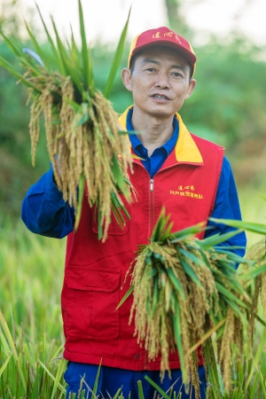 連心橋共產(chǎn)黨員服務(wù)隊(duì)在通江縣廣納鎮(zhèn)銅缽山村幫助農(nóng)戶搶收水稻。