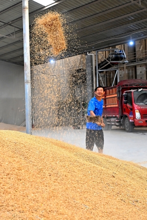 仁壽縣珠嘉鎮(zhèn)五谷園種植專業(yè)合作社糧食烘干房，工人正在整理已烘干的稻谷。