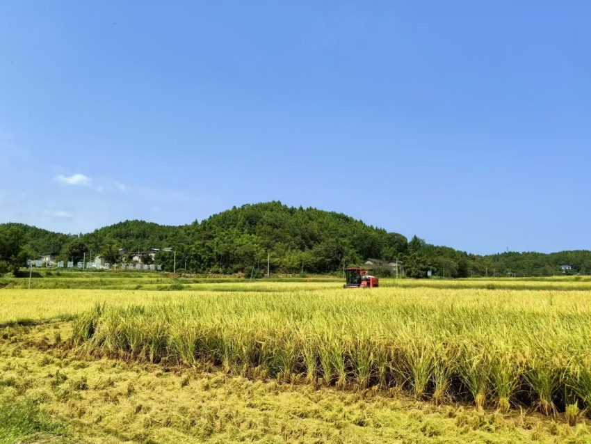 董家埂小河村。東部新區(qū)供圖