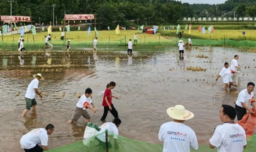 “天府糧倉”豐收文化節(jié)抓魚比賽現(xiàn)場。成都東部新區(qū)供圖