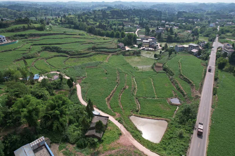 蓬南鎮(zhèn)三臺(tái)村川白芷種植基地。受訪者供圖