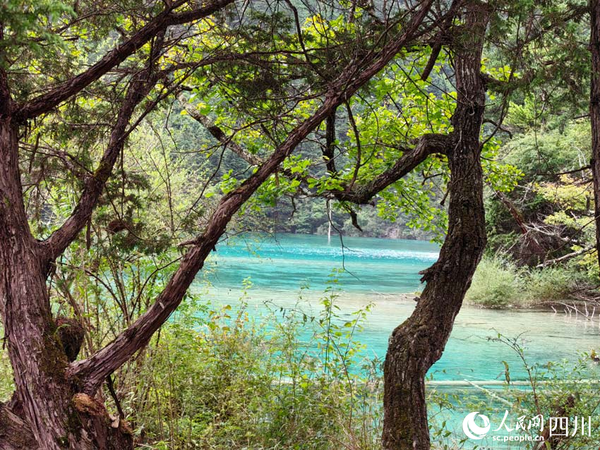 美麗的九寨溝風(fēng)景。人民網(wǎng)記者 劉海天攝