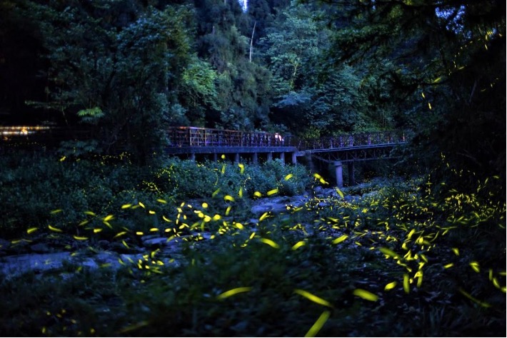 天臺(tái)山螢火蟲(chóng)勝景。成都天臺(tái)山旅游景區(qū)供圖