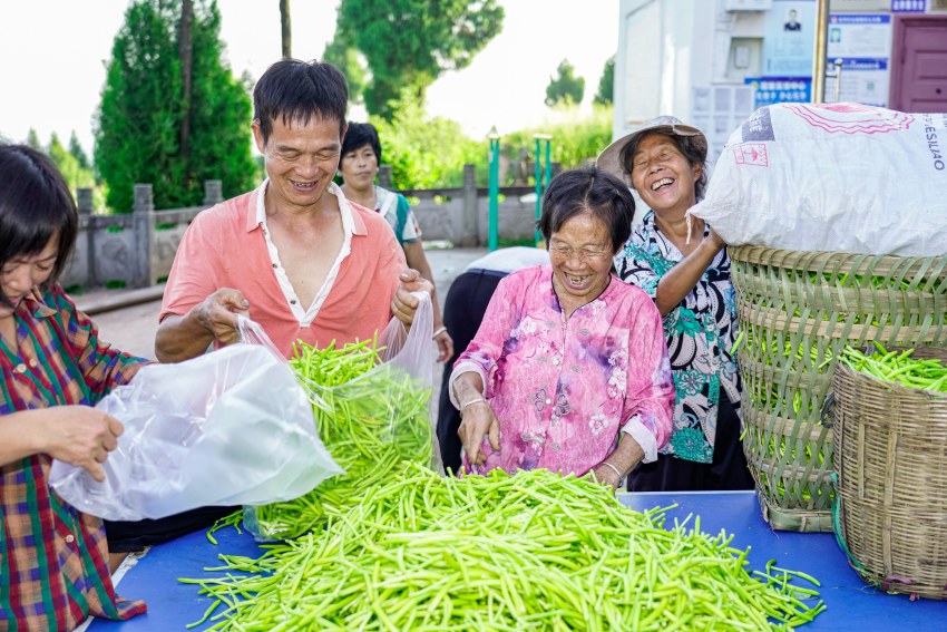 黃花分裝。孫偉攝