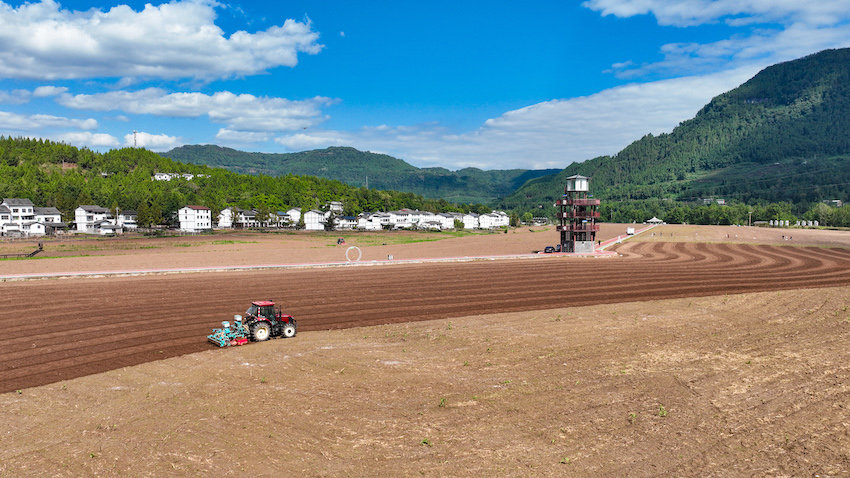 10月14日，四川省平昌縣白衣鎮(zhèn)優(yōu)質(zhì)糧油基地，農(nóng)機(jī)手駕駛著油菜精量播種機(jī)來回穿梭，播種油菜（無人機(jī)拍攝）。平昌縣委宣傳部供圖