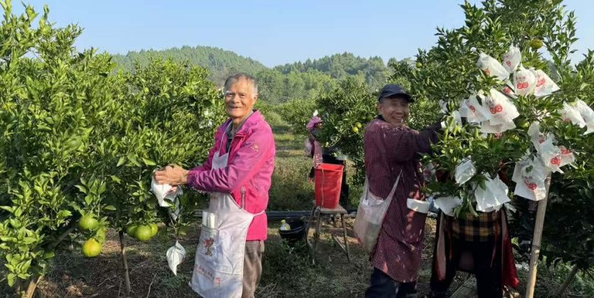 果農(nóng)們正在為柑橘套袋子。張鳳莉攝